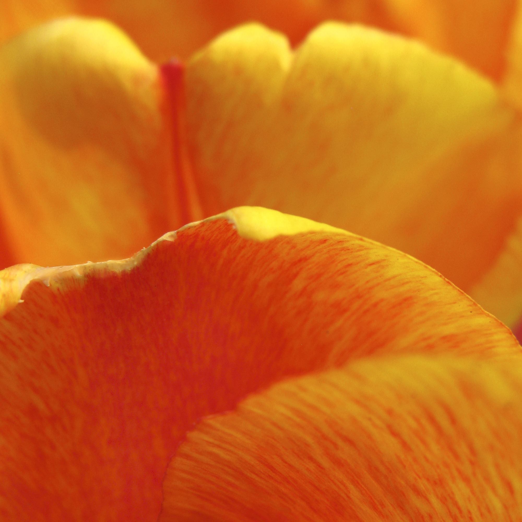 Orange Harmony