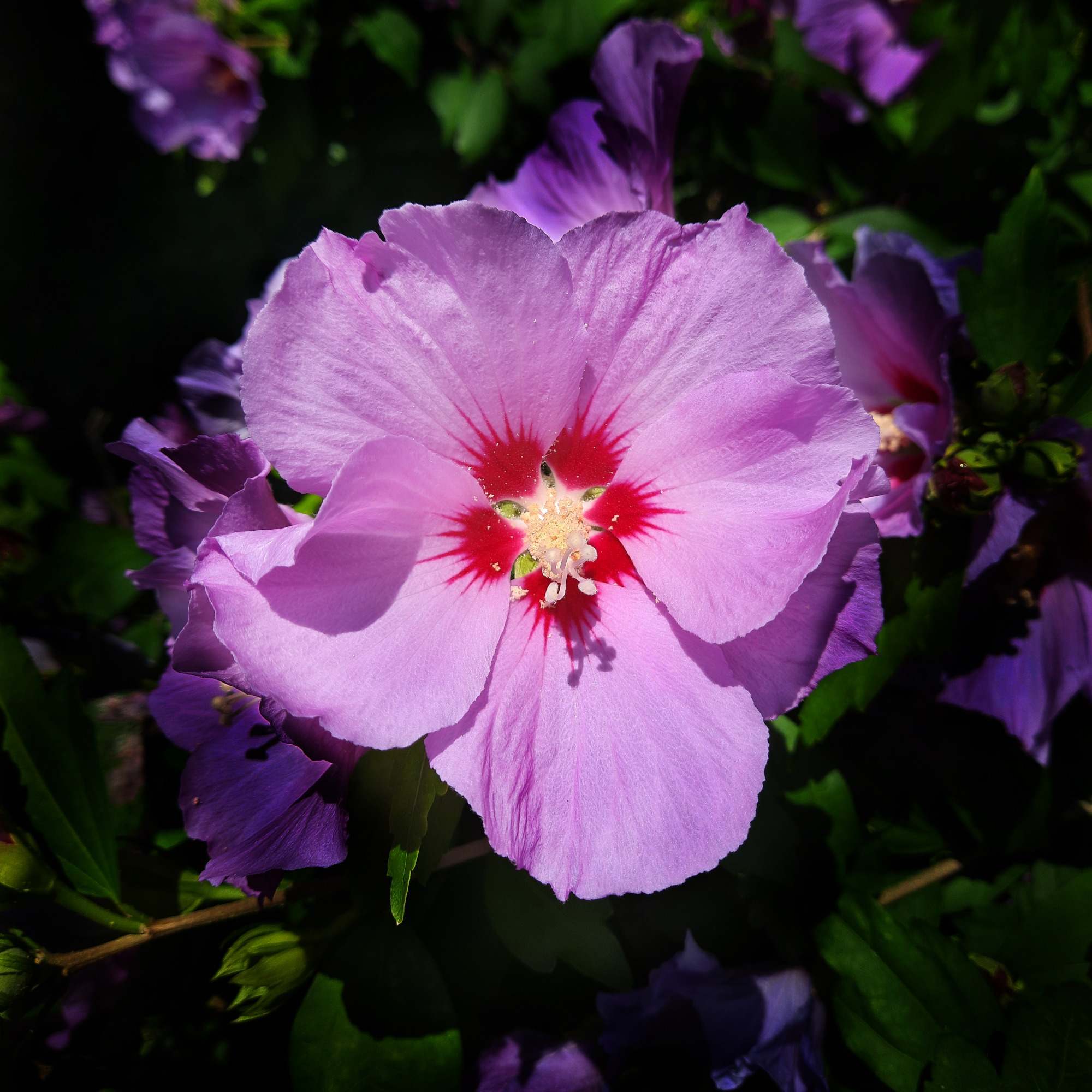 Silent Beauty