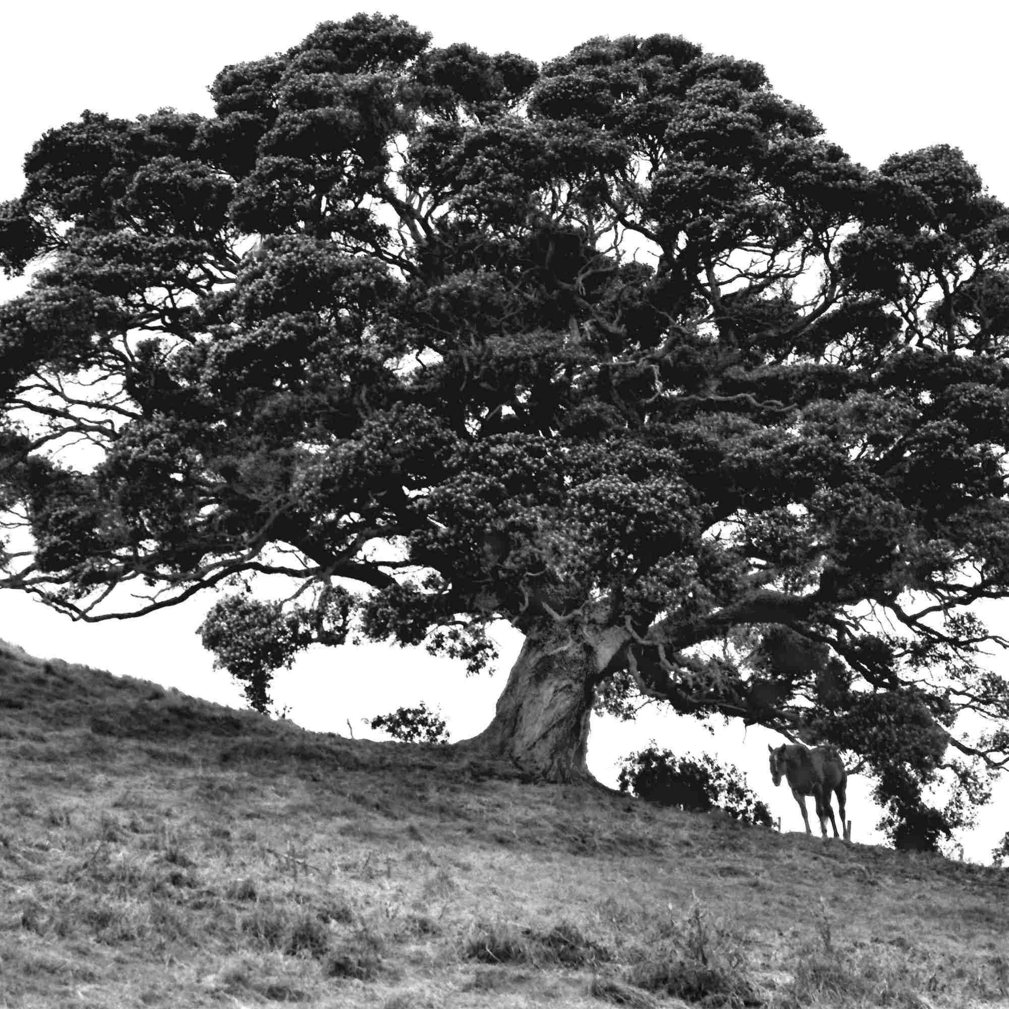 The Tree And The Horses