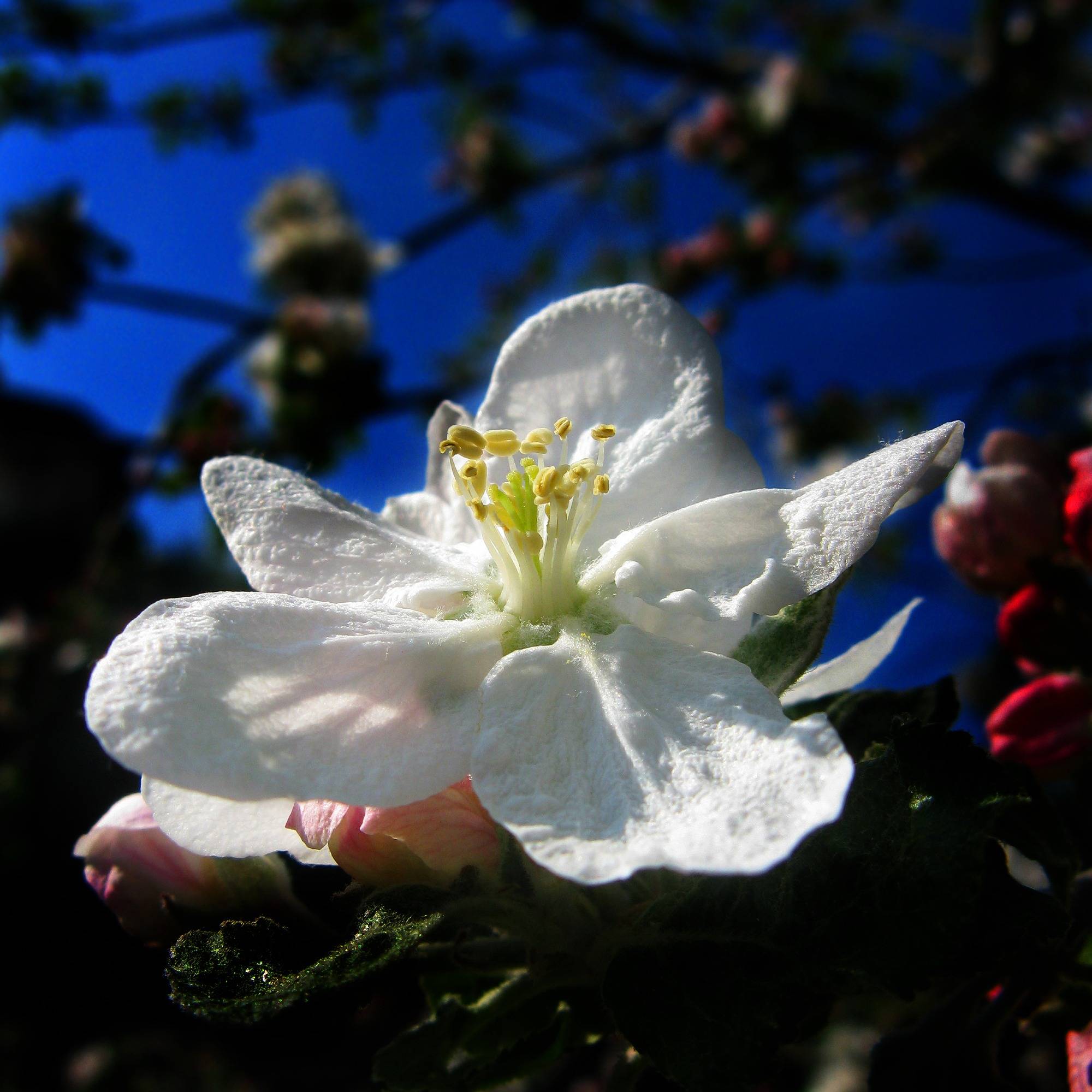 White Grace