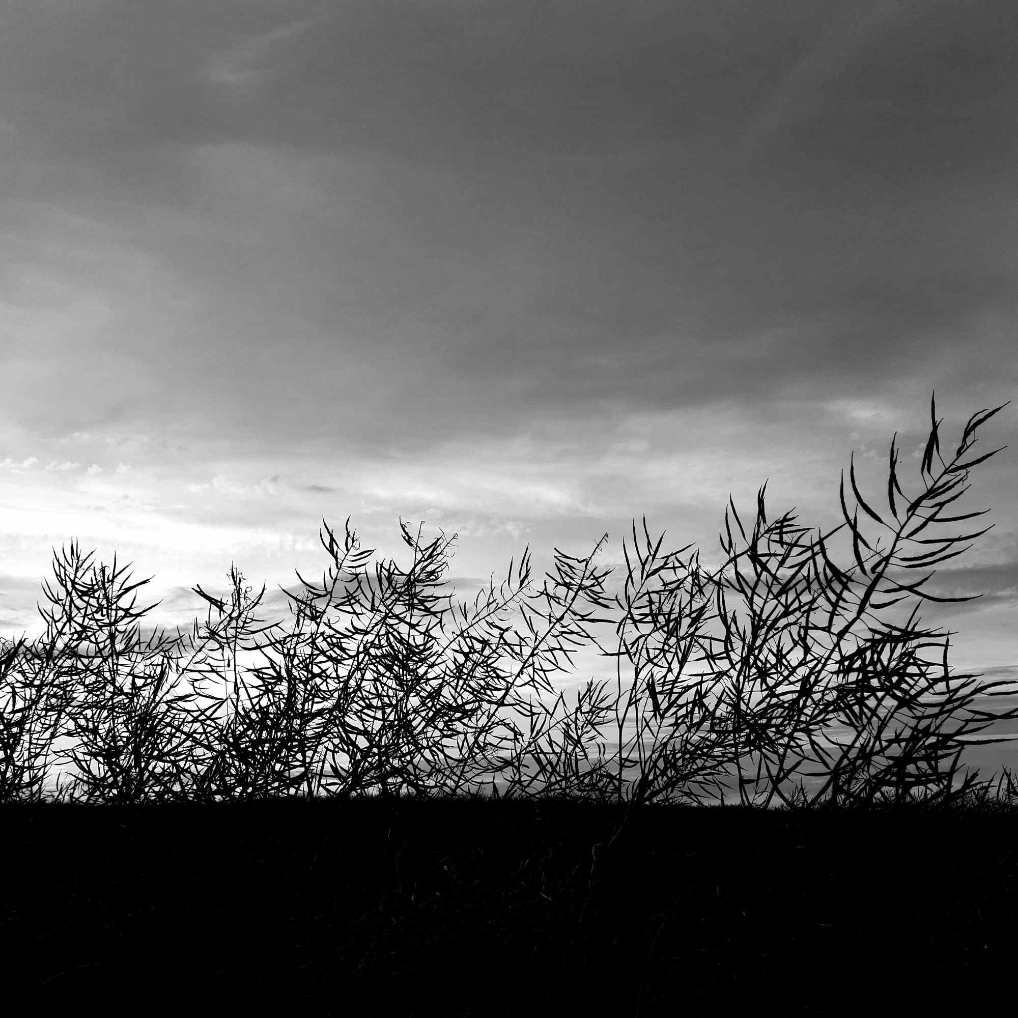 Silhouette