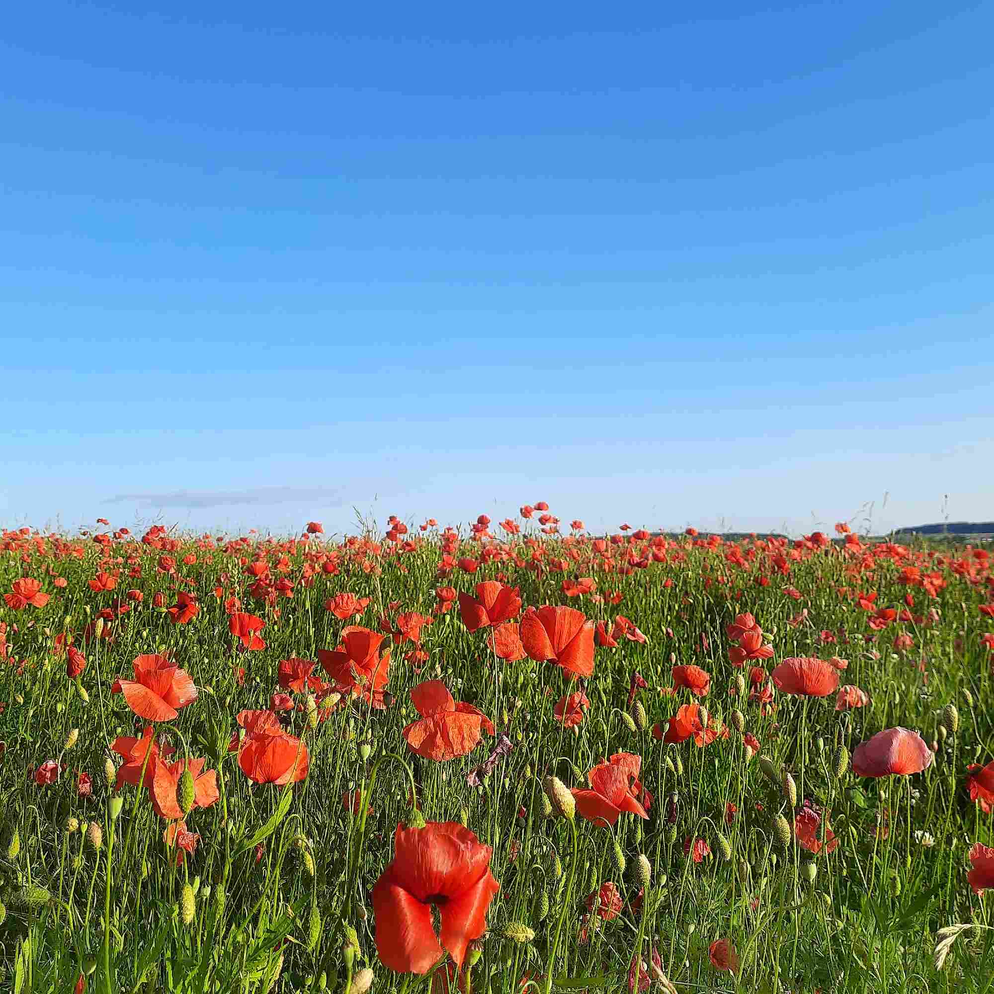 Symphony In Red