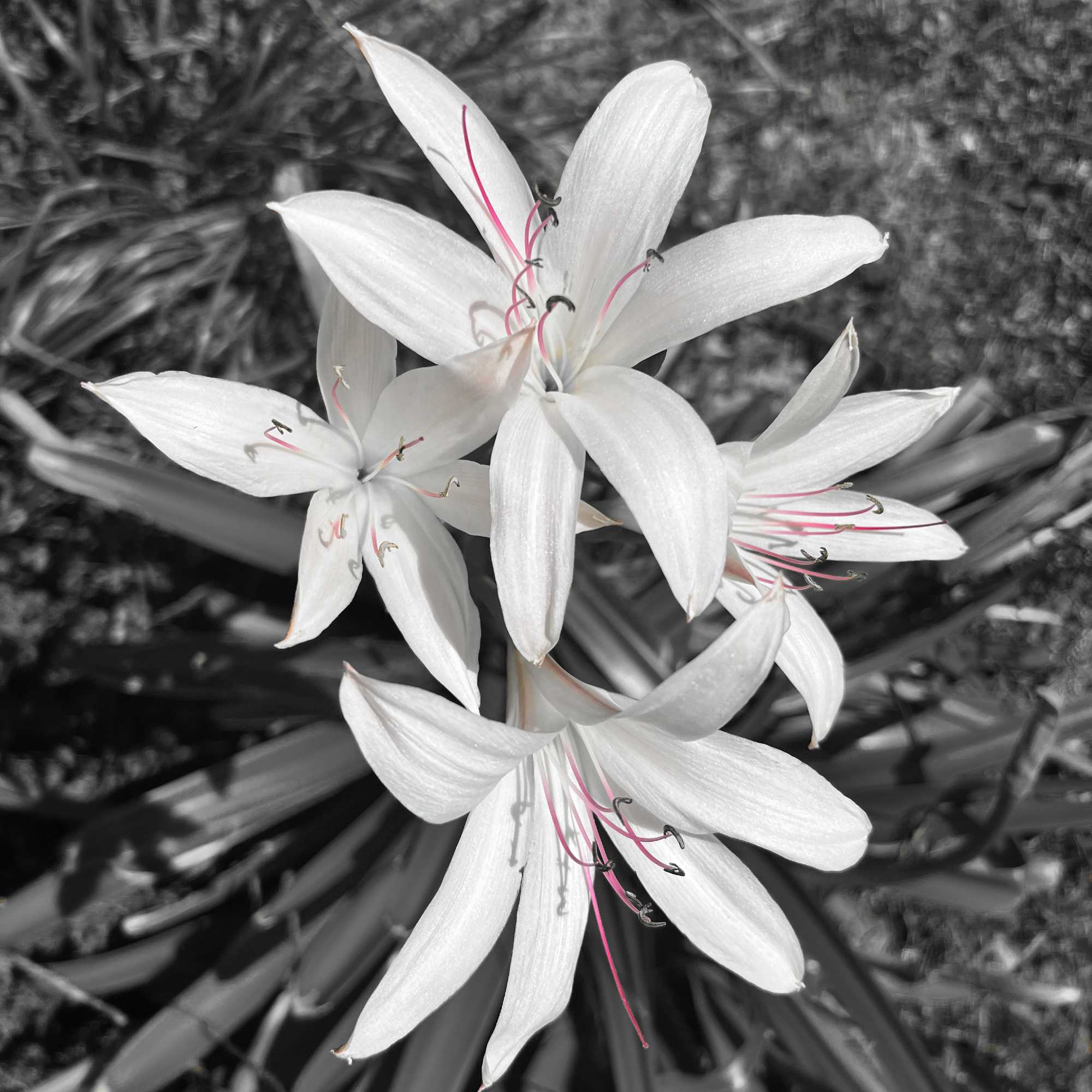 Swamp Lily