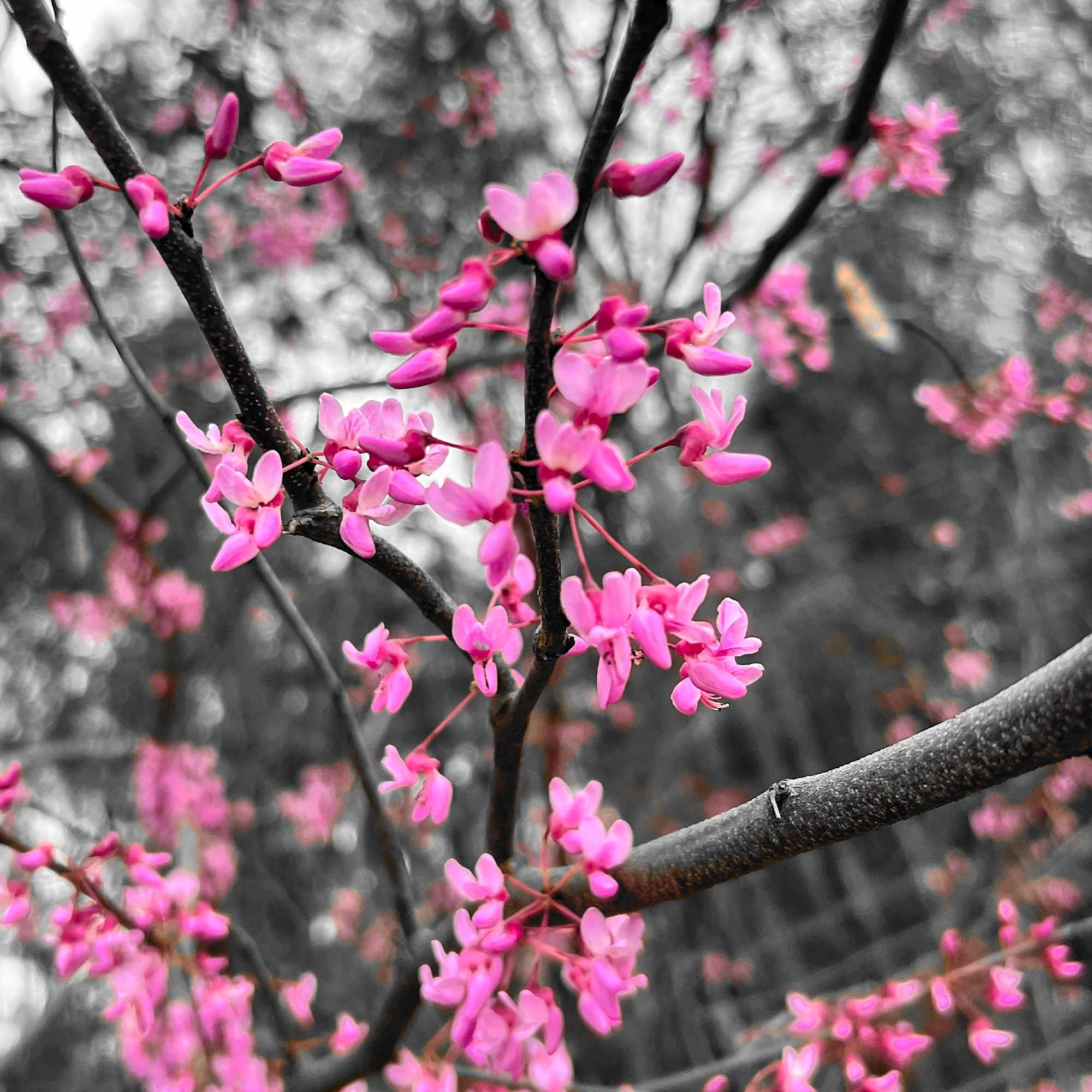 Vibrant Redbud