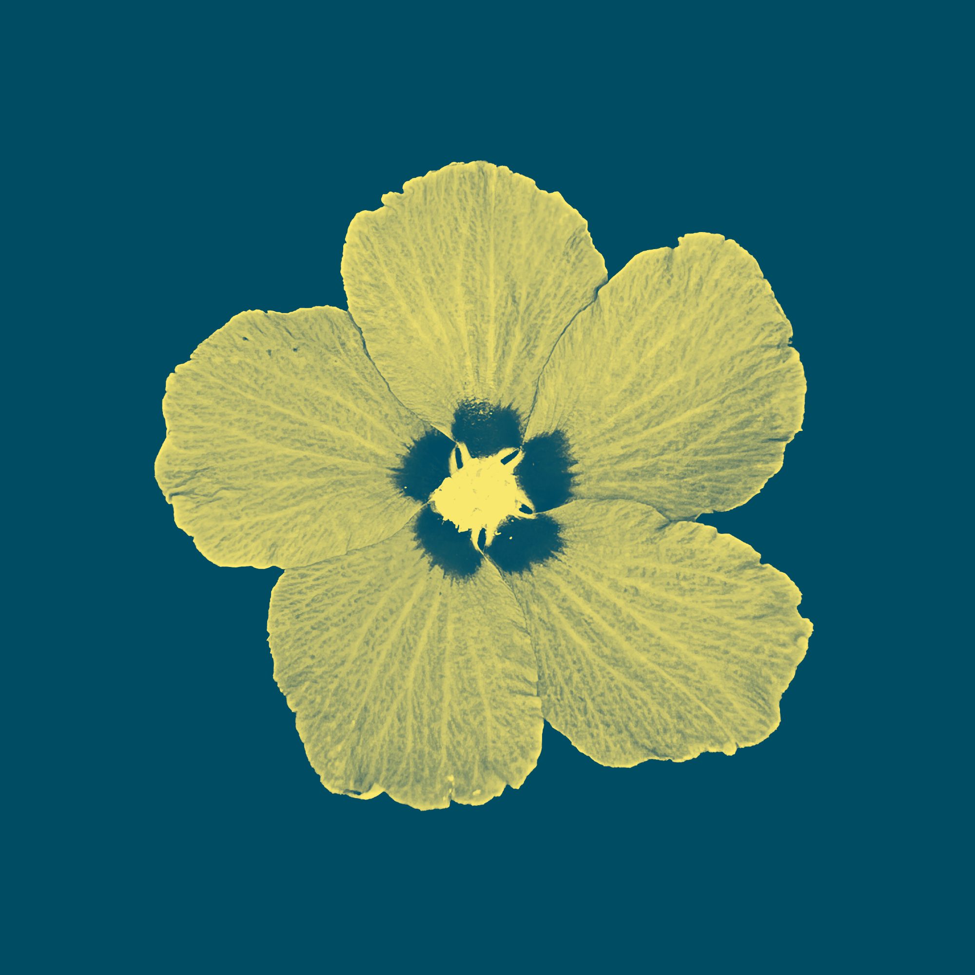 Rose of Sharon #2