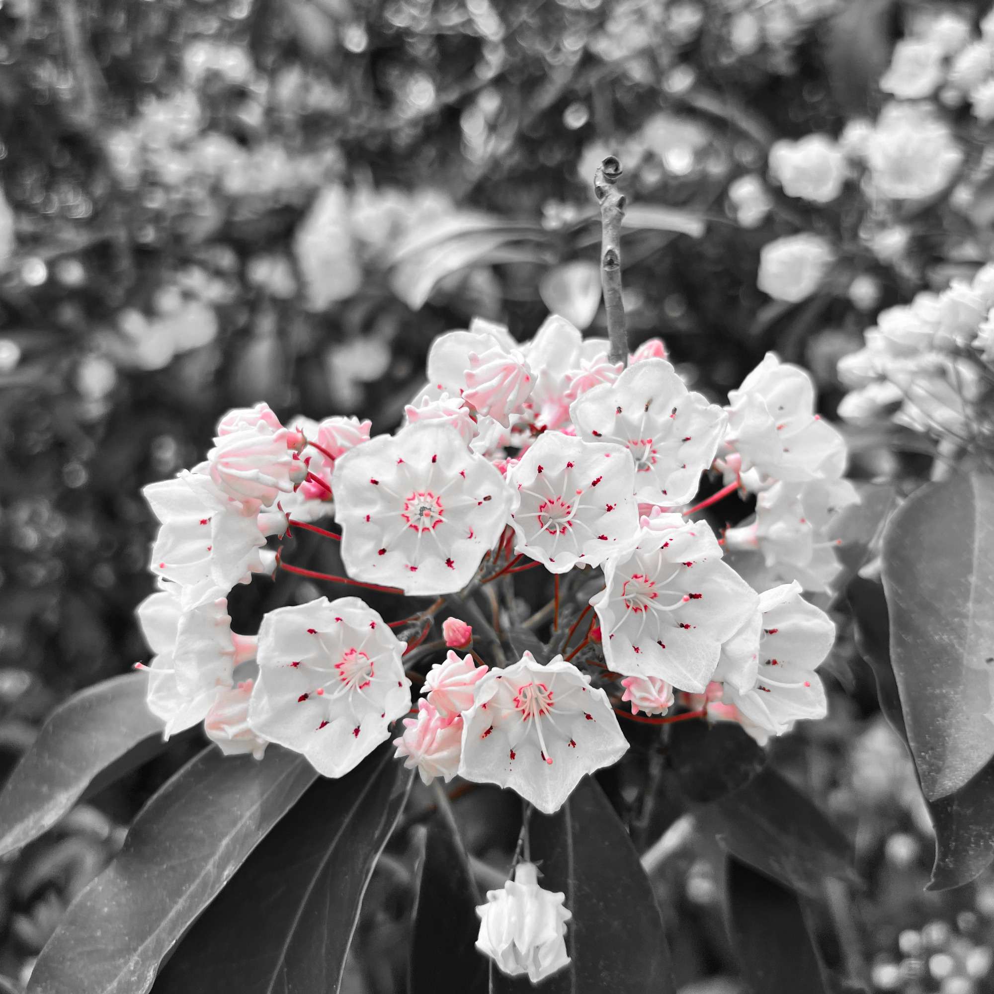 Spring Bloom